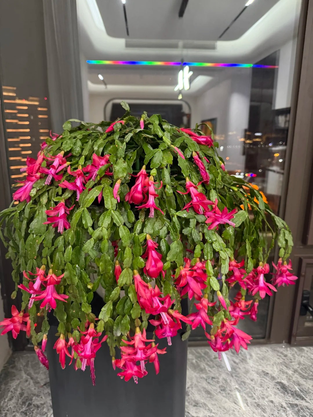 Lo&agrave;i hoa "chi&ecirc;u t&agrave;i" ng&agrave;y Tết c&oacute; sở th&iacute;ch lạ đời: C&agrave;ng bị "ngược đ&atilde;i" c&agrave;ng nở đẹp, gia chủ đếm tiền mỏi tay- Ảnh 6.