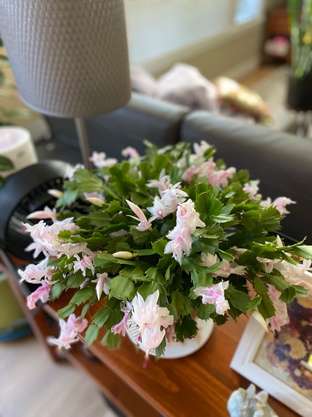 Lo&agrave;i hoa "chi&ecirc;u t&agrave;i" ng&agrave;y Tết c&oacute; sở th&iacute;ch lạ đời: C&agrave;ng bị "ngược đ&atilde;i" c&agrave;ng nở đẹp, gia chủ đếm tiền mỏi tay- Ảnh 25.