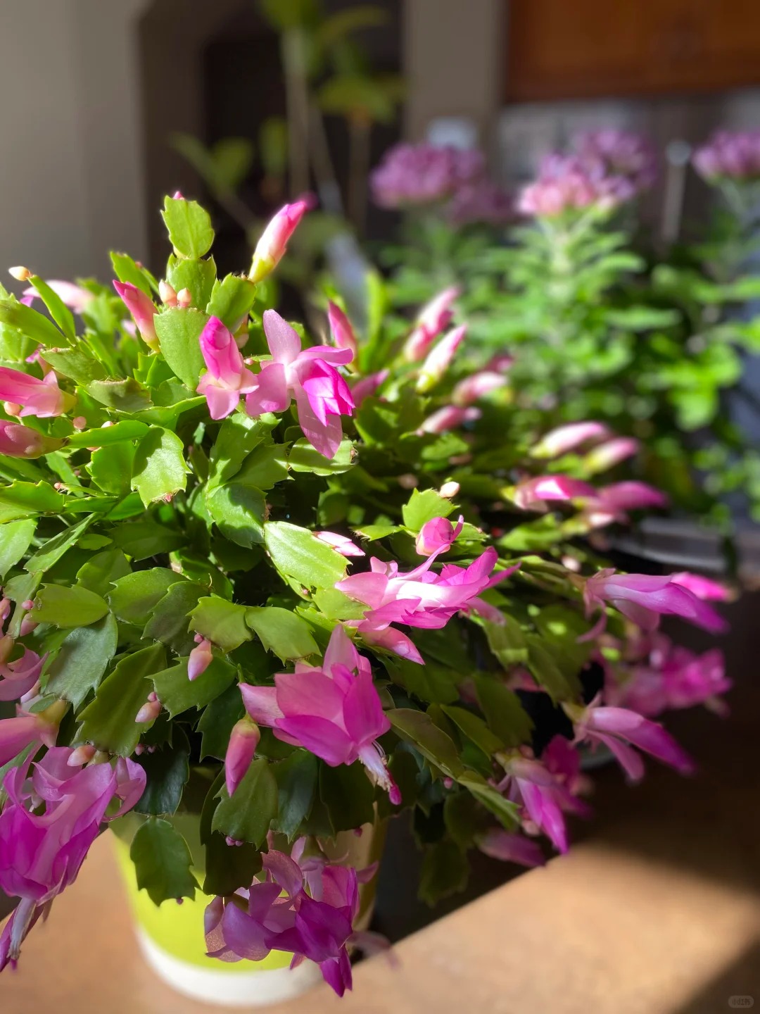 Lo&agrave;i hoa "chi&ecirc;u t&agrave;i" ng&agrave;y Tết c&oacute; sở th&iacute;ch lạ đời: C&agrave;ng bị "ngược đ&atilde;i" c&agrave;ng nở đẹp, gia chủ đếm tiền mỏi tay- Ảnh 14.