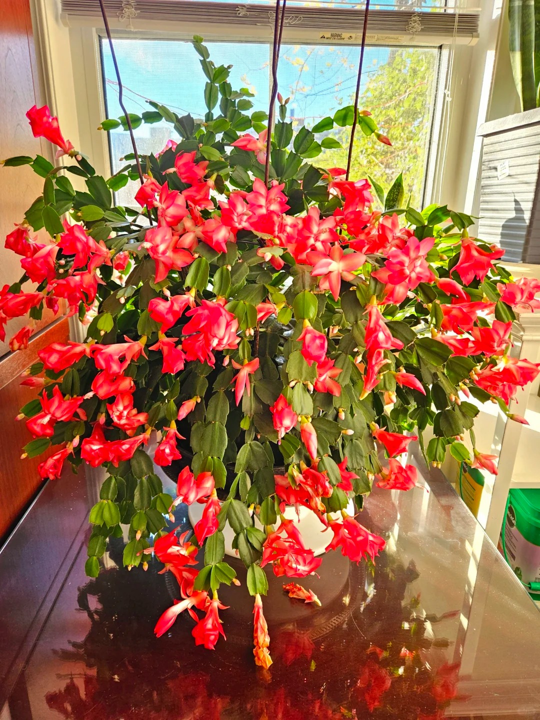 Lo&agrave;i hoa "chi&ecirc;u t&agrave;i" ng&agrave;y Tết c&oacute; sở th&iacute;ch lạ đời: C&agrave;ng bị "ngược đ&atilde;i" c&agrave;ng nở đẹp, gia chủ đếm tiền mỏi tay- Ảnh 3.