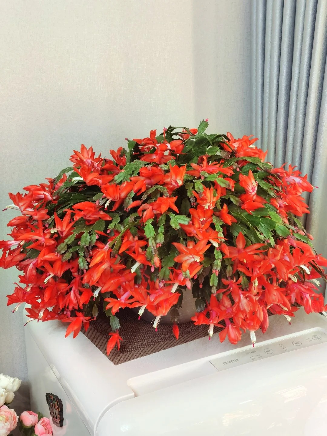 Lo&agrave;i hoa "chi&ecirc;u t&agrave;i" ng&agrave;y Tết c&oacute; sở th&iacute;ch lạ đời: C&agrave;ng bị "ngược đ&atilde;i" c&agrave;ng nở đẹp, gia chủ đếm tiền mỏi tay- Ảnh 22.