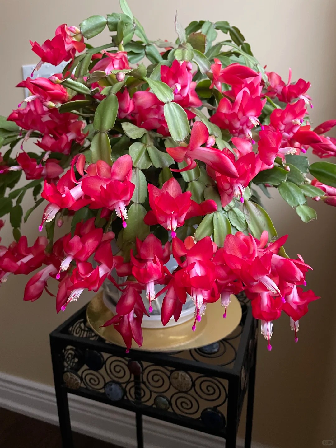 Lo&agrave;i hoa "chi&ecirc;u t&agrave;i" ng&agrave;y Tết c&oacute; sở th&iacute;ch lạ đời: C&agrave;ng bị "ngược đ&atilde;i" c&agrave;ng nở đẹp, gia chủ đếm tiền mỏi tay- Ảnh 9.