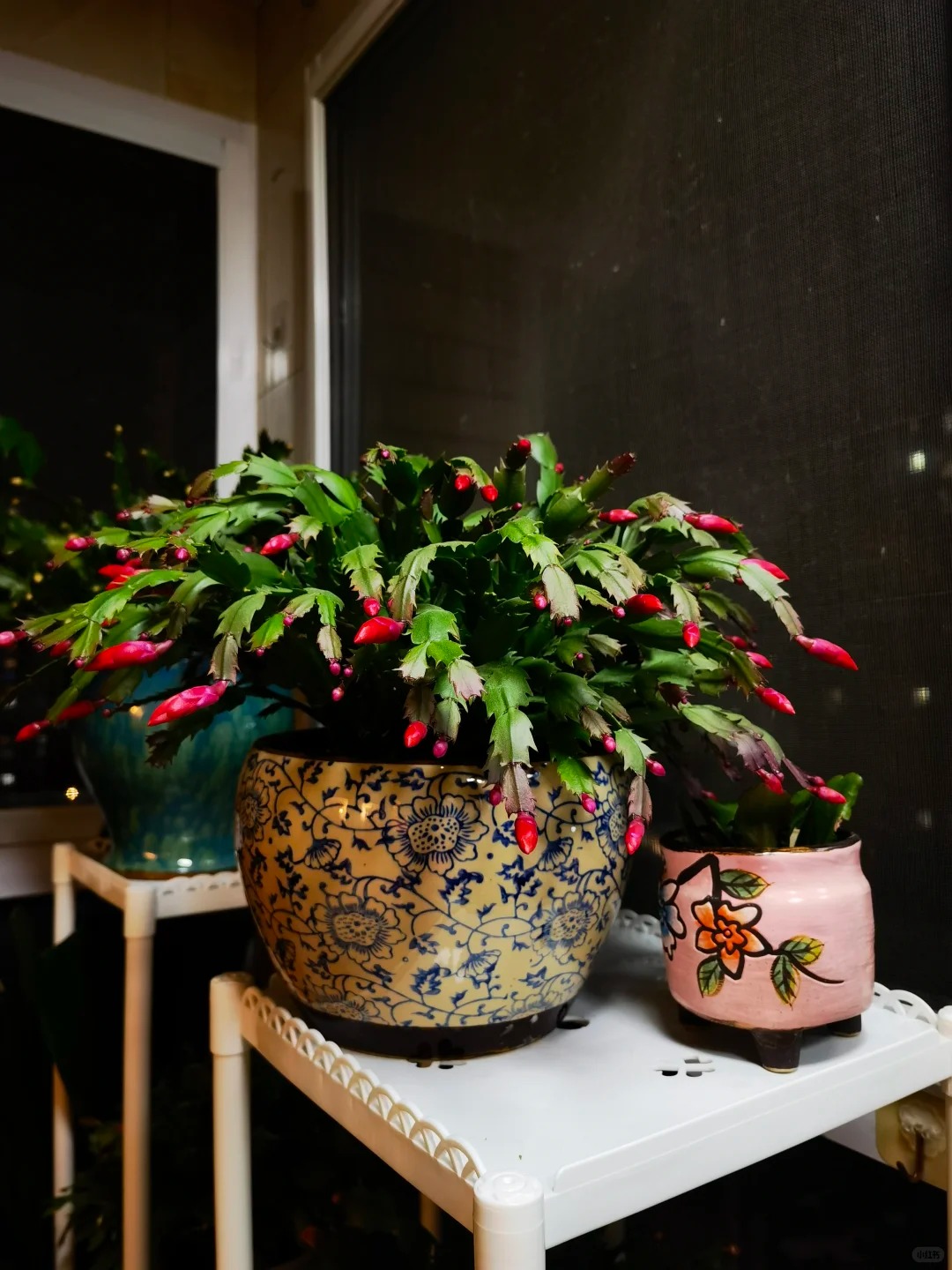 Lo&agrave;i hoa "chi&ecirc;u t&agrave;i" ng&agrave;y Tết c&oacute; sở th&iacute;ch lạ đời: C&agrave;ng bị "ngược đ&atilde;i" c&agrave;ng nở đẹp, gia chủ đếm tiền mỏi tay- Ảnh 10.