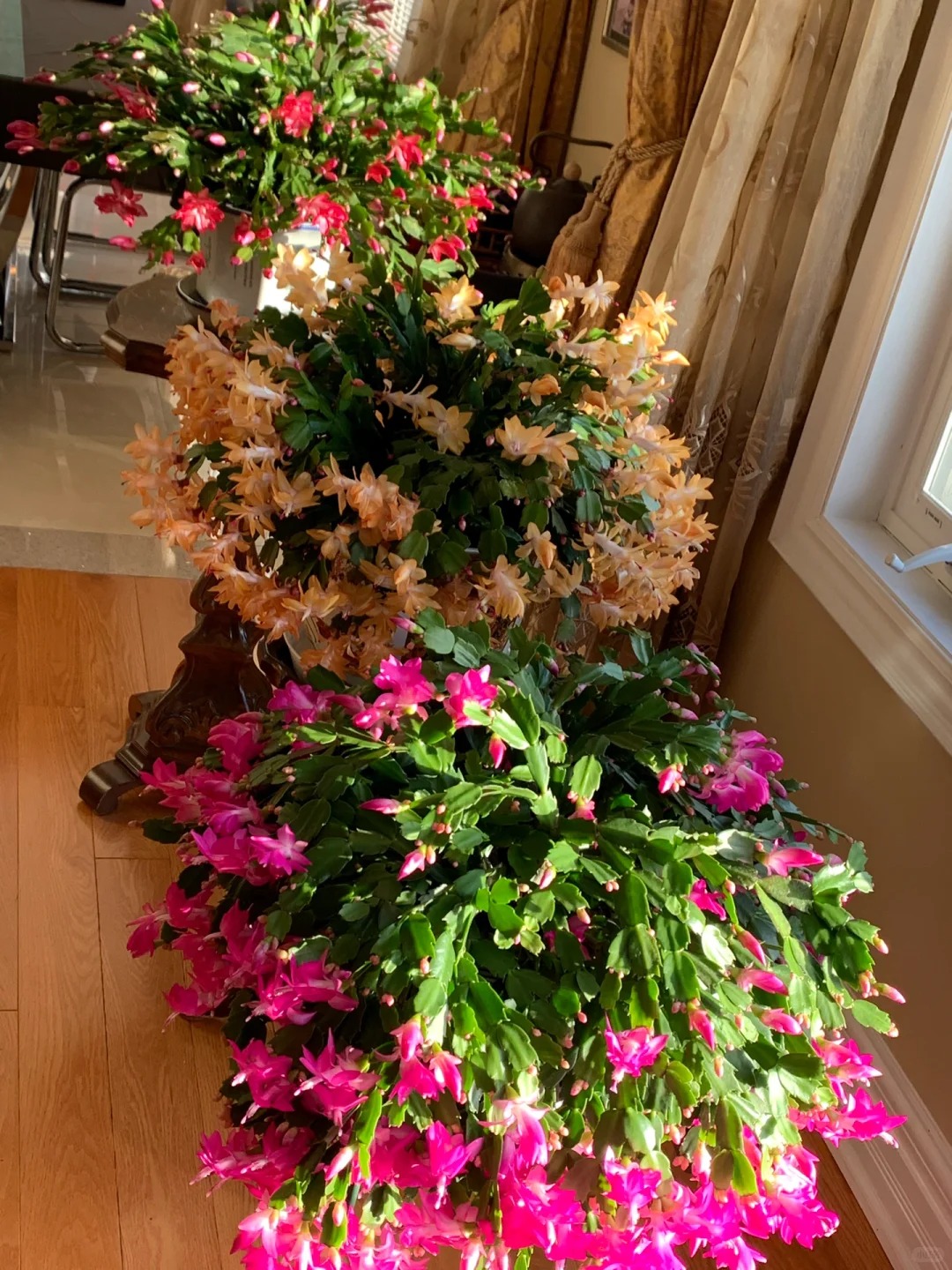 Lo&agrave;i hoa "chi&ecirc;u t&agrave;i" ng&agrave;y Tết c&oacute; sở th&iacute;ch lạ đời: C&agrave;ng bị "ngược đ&atilde;i" c&agrave;ng nở đẹp, gia chủ đếm tiền mỏi tay- Ảnh 11.