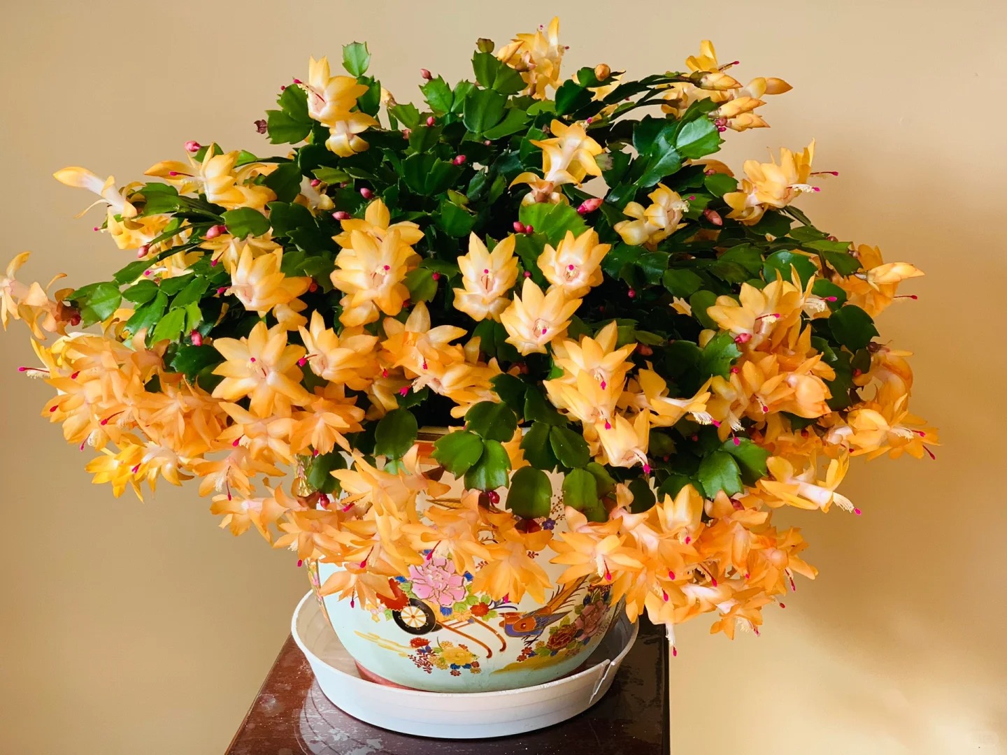 Lo&agrave;i hoa "chi&ecirc;u t&agrave;i" ng&agrave;y Tết c&oacute; sở th&iacute;ch lạ đời: C&agrave;ng bị "ngược đ&atilde;i" c&agrave;ng nở đẹp, gia chủ đếm tiền mỏi tay- Ảnh 12.