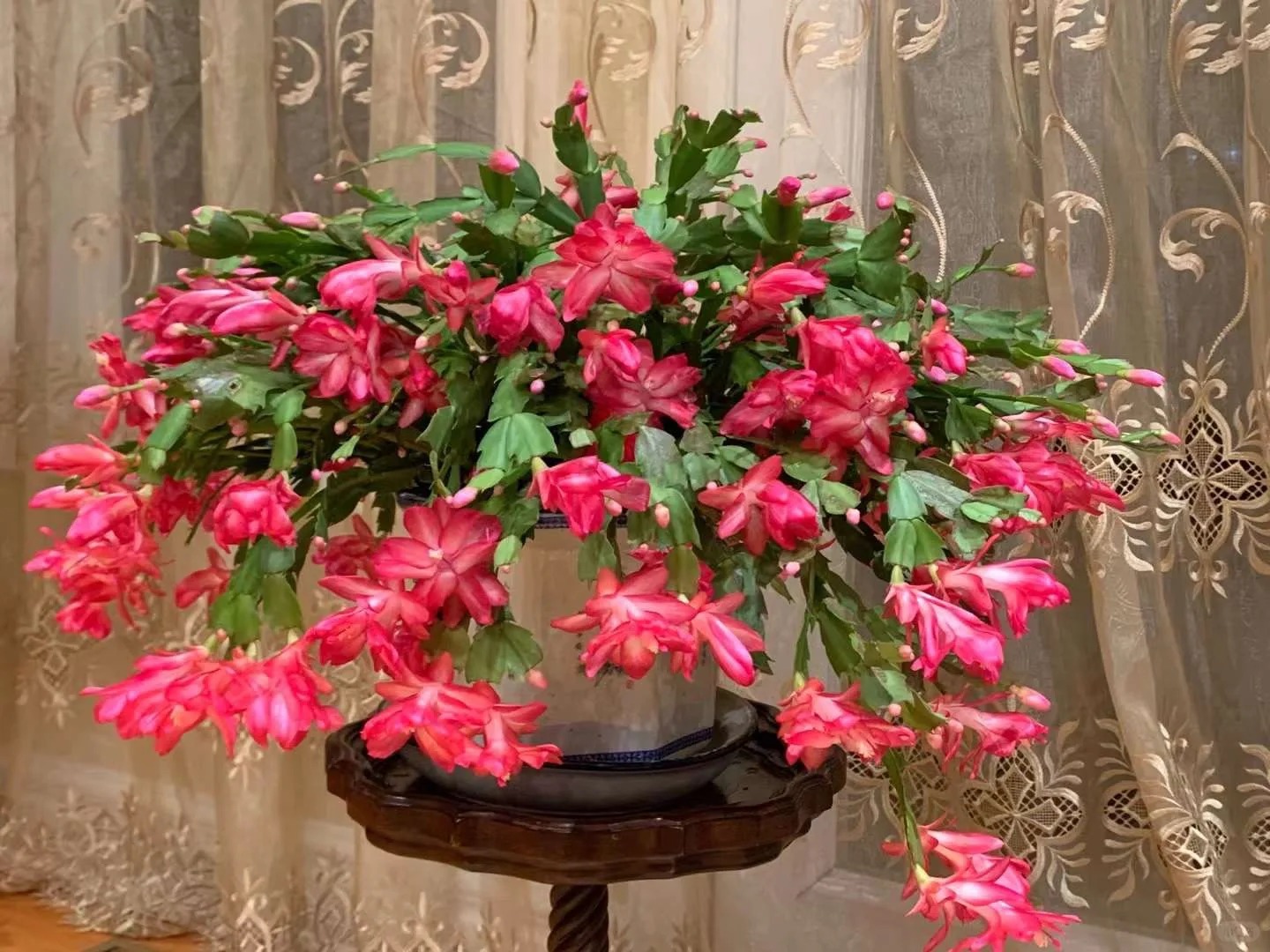 Lo&agrave;i hoa "chi&ecirc;u t&agrave;i" ng&agrave;y Tết c&oacute; sở th&iacute;ch lạ đời: C&agrave;ng bị "ngược đ&atilde;i" c&agrave;ng nở đẹp, gia chủ đếm tiền mỏi tay- Ảnh 13.