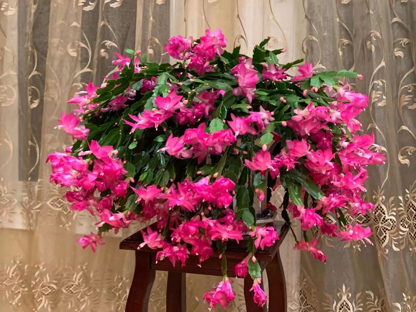 Lo&agrave;i hoa "chi&ecirc;u t&agrave;i" ng&agrave;y Tết c&oacute; sở th&iacute;ch lạ đời: C&agrave;ng bị "ngược đ&atilde;i" c&agrave;ng nở đẹp, gia chủ đếm tiền mỏi tay- Ảnh 2.