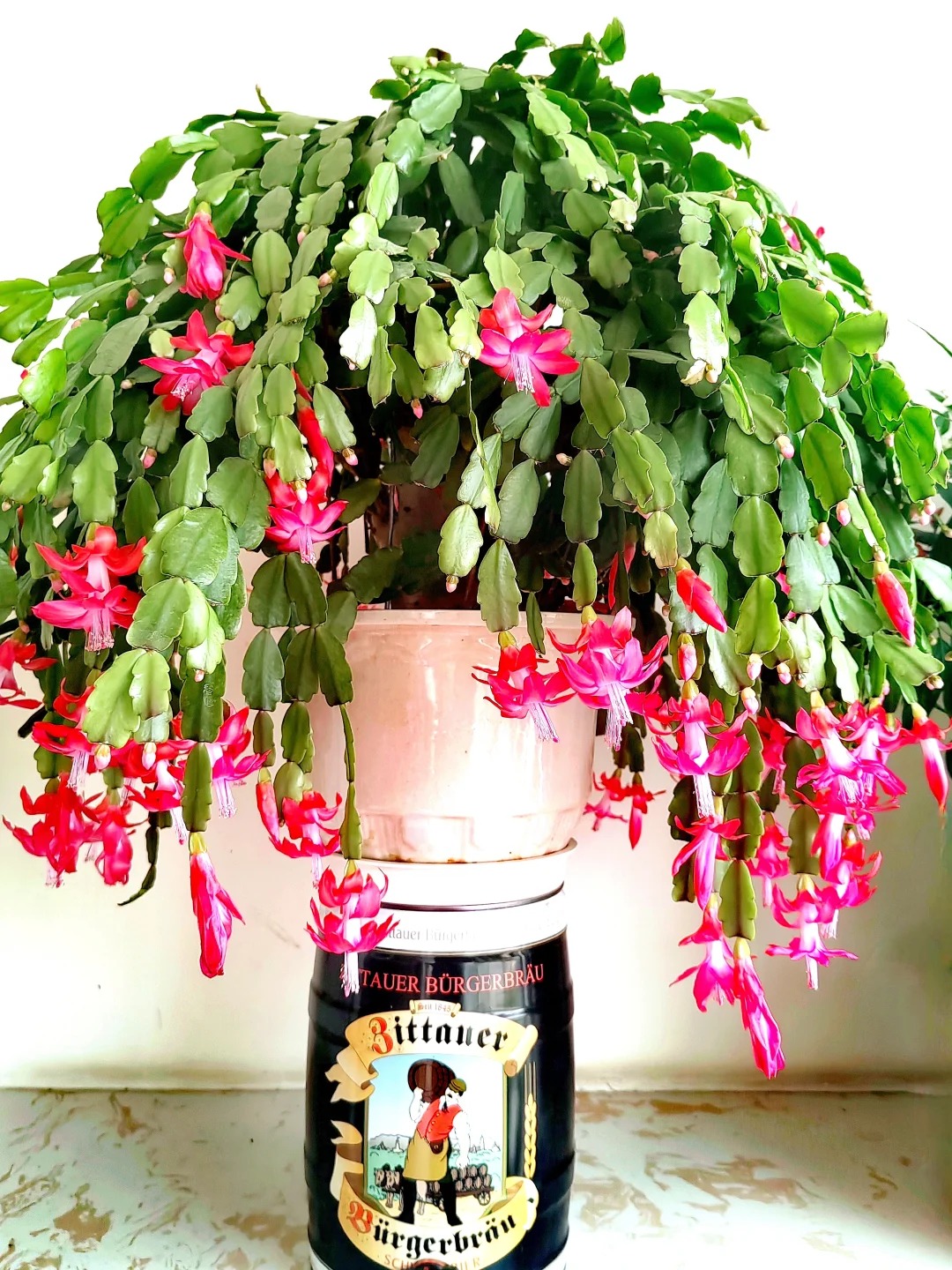 Lo&agrave;i hoa "chi&ecirc;u t&agrave;i" ng&agrave;y Tết c&oacute; sở th&iacute;ch lạ đời: C&agrave;ng bị "ngược đ&atilde;i" c&agrave;ng nở đẹp, gia chủ đếm tiền mỏi tay- Ảnh 5.