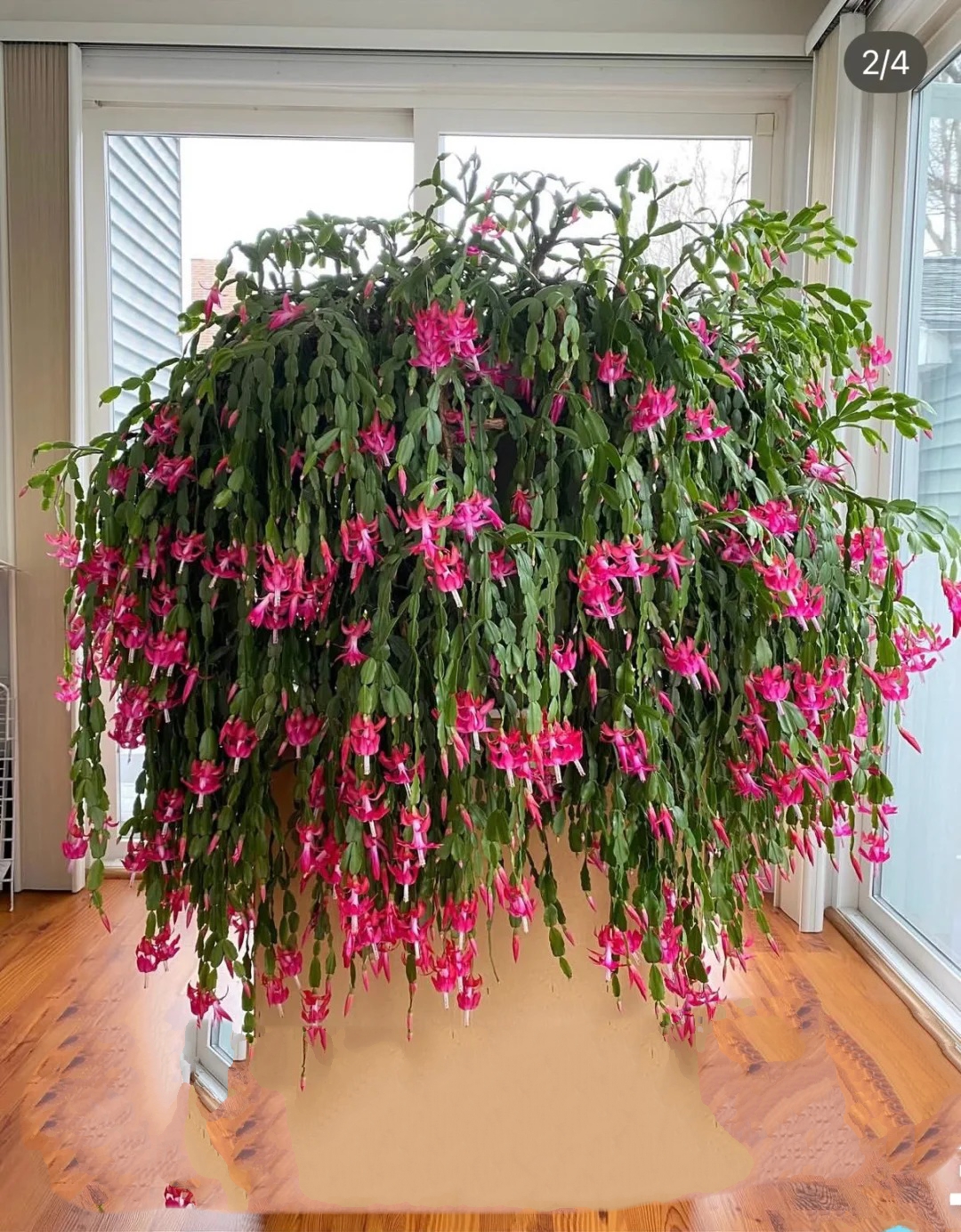 Lo&agrave;i hoa "chi&ecirc;u t&agrave;i" ng&agrave;y Tết c&oacute; sở th&iacute;ch lạ đời: C&agrave;ng bị "ngược đ&atilde;i" c&agrave;ng nở đẹp, gia chủ đếm tiền mỏi tay- Ảnh 7.