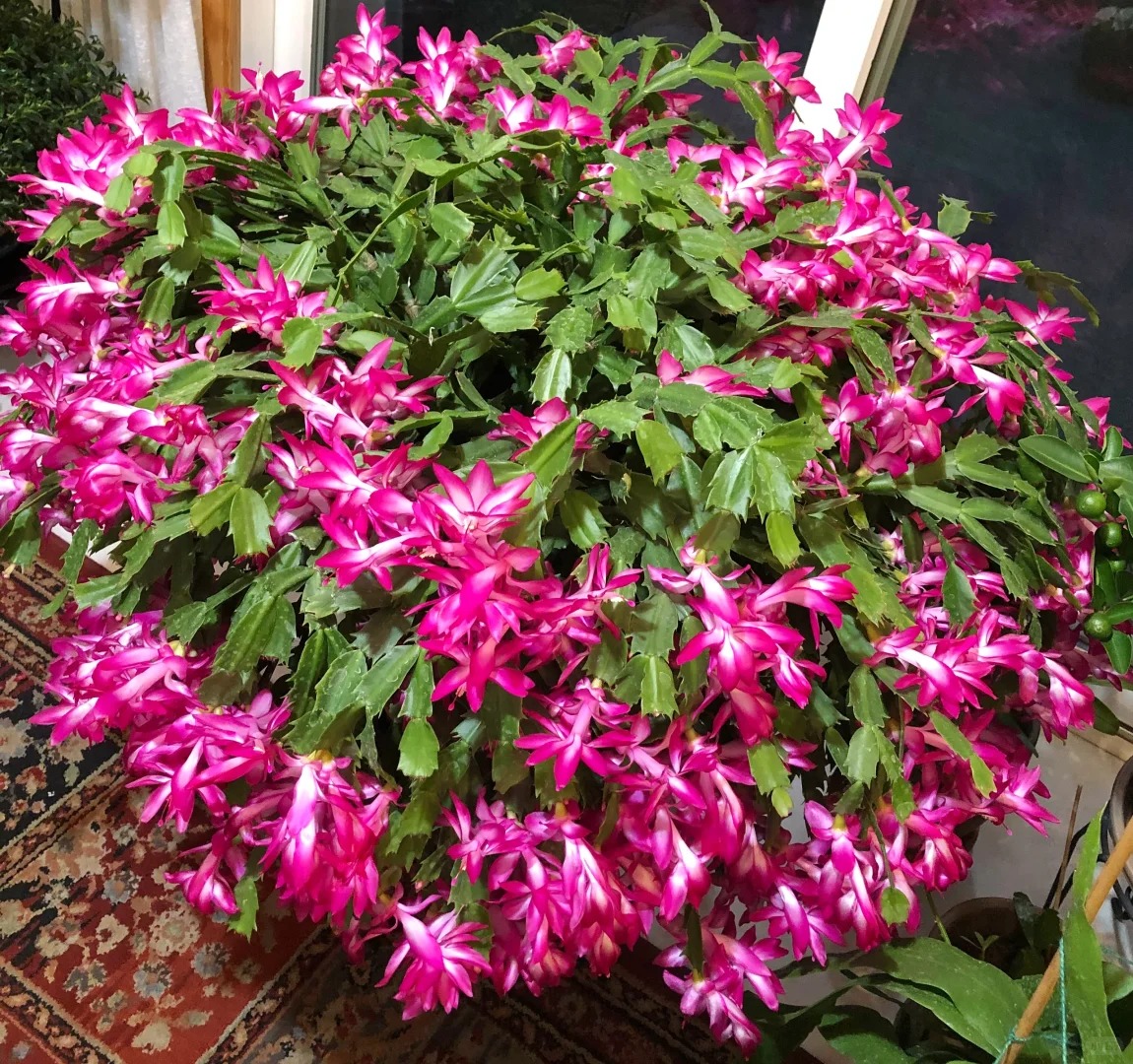 Lo&agrave;i hoa "chi&ecirc;u t&agrave;i" ng&agrave;y Tết c&oacute; sở th&iacute;ch lạ đời: C&agrave;ng bị "ngược đ&atilde;i" c&agrave;ng nở đẹp, gia chủ đếm tiền mỏi tay- Ảnh 4.