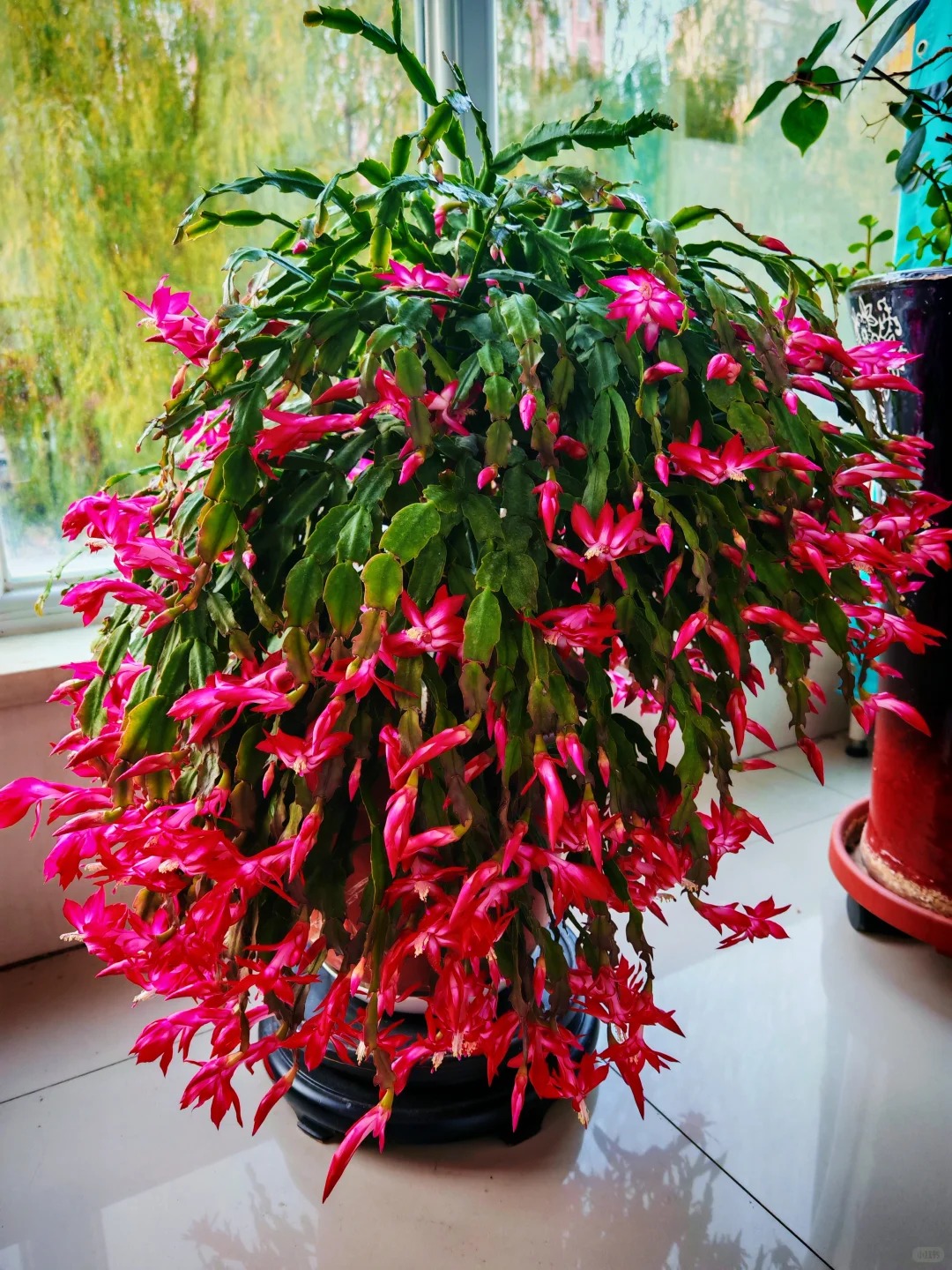 Lo&agrave;i hoa "chi&ecirc;u t&agrave;i" ng&agrave;y Tết c&oacute; sở th&iacute;ch lạ đời: C&agrave;ng bị "ngược đ&atilde;i" c&agrave;ng nở đẹp, gia chủ đếm tiền mỏi tay- Ảnh 8.