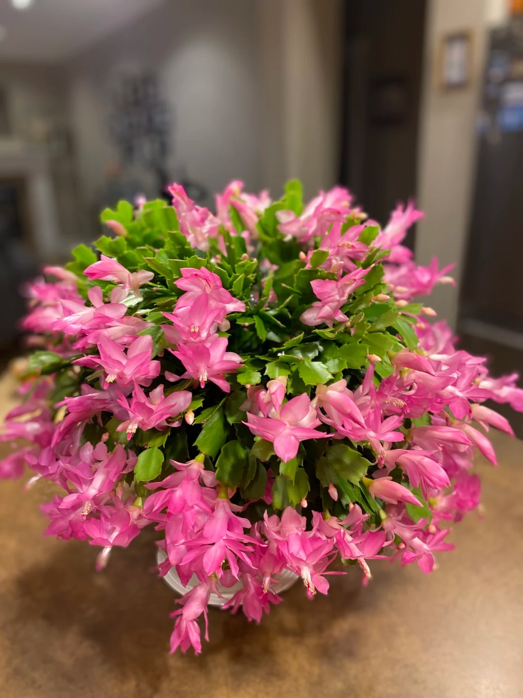 Lo&agrave;i hoa "chi&ecirc;u t&agrave;i" ng&agrave;y Tết c&oacute; sở th&iacute;ch lạ đời: C&agrave;ng bị "ngược đ&atilde;i" c&agrave;ng nở đẹp, gia chủ đếm tiền mỏi tay- Ảnh 23.