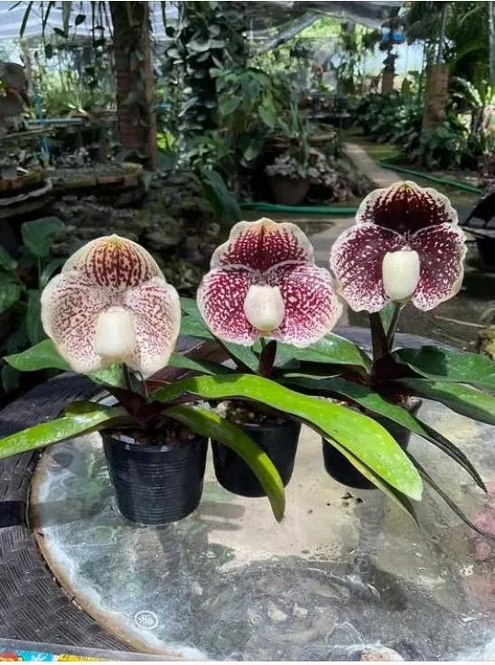 Ch&aacute;n lan hồ điệp? Tết n&agrave;y thử rước "chiếc h&agrave;i của Nữ thần" về nh&agrave;, kh&aacute;ch đến chơi ai cũng trầm trồ- Ảnh 6.