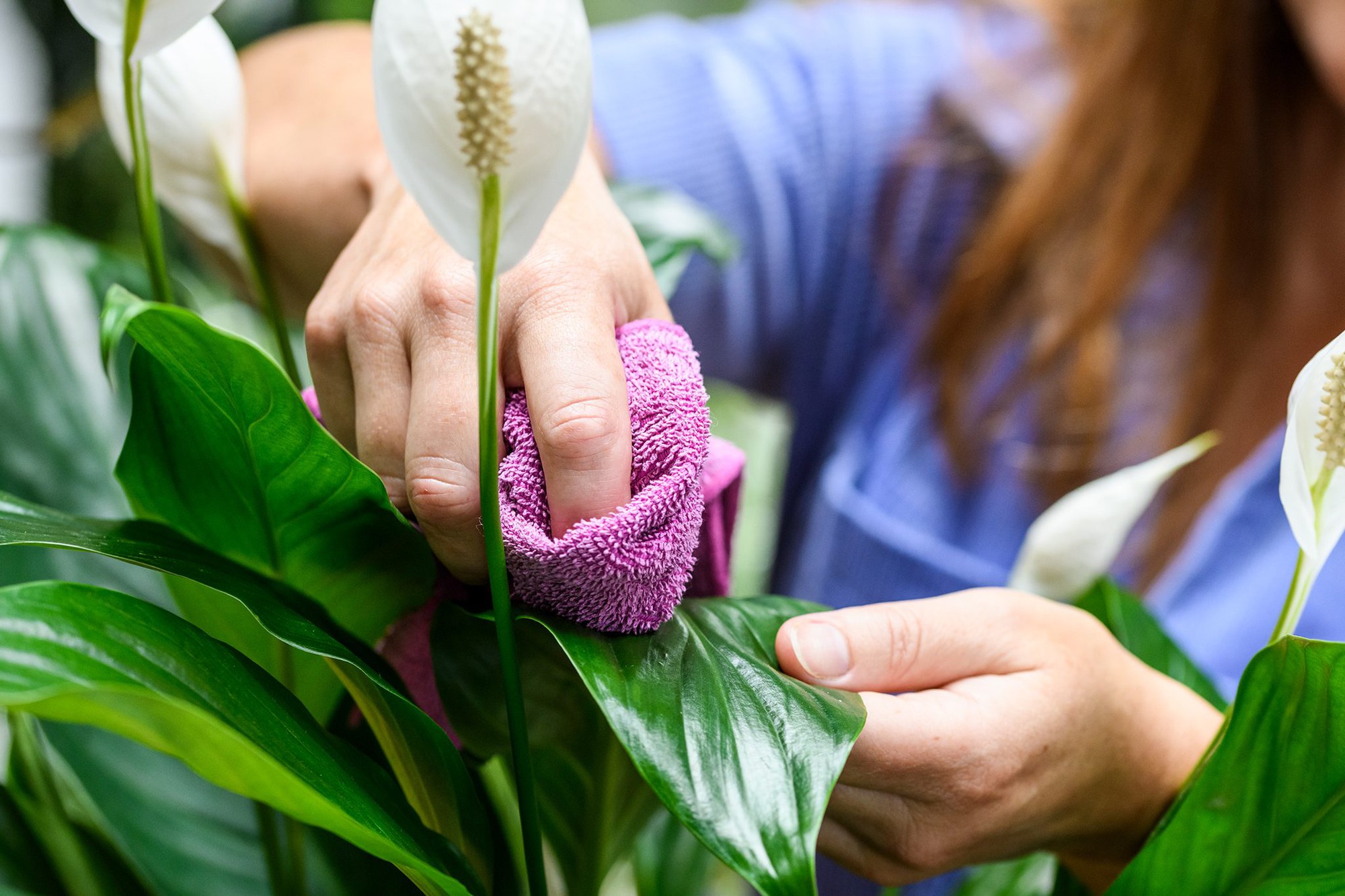 Top 10 cây lọc không khí dễ trồng nhất cho năm mới tinh tươm, trong lành- Ảnh 4.