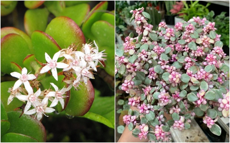 8 lo&agrave;i c&acirc;y l&agrave; 