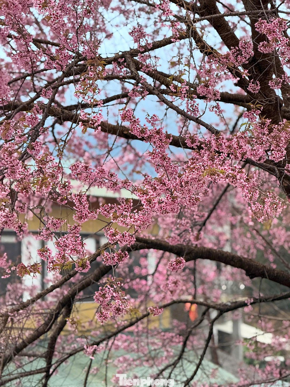 Tớ D&agrave;y l&agrave; hoa g&igrave; m&agrave; du kh&aacute;ch n&ocirc; nức đến L&ocirc; L&ocirc; Chải check-in?- Ảnh 12.