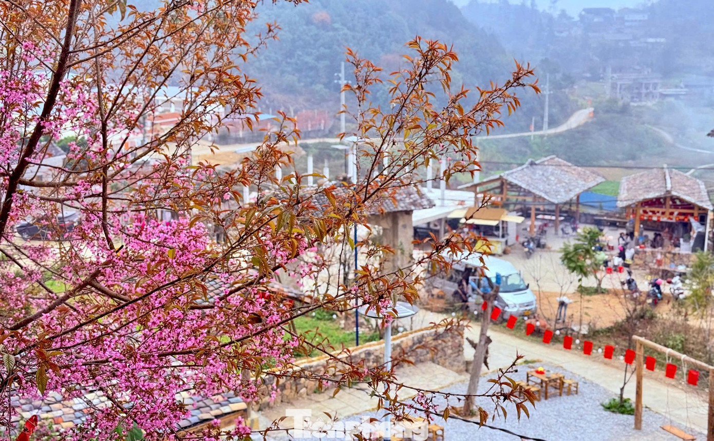 Tớ D&agrave;y l&agrave; hoa g&igrave; m&agrave; du kh&aacute;ch n&ocirc; nức đến L&ocirc; L&ocirc; Chải check-in?- Ảnh 7.