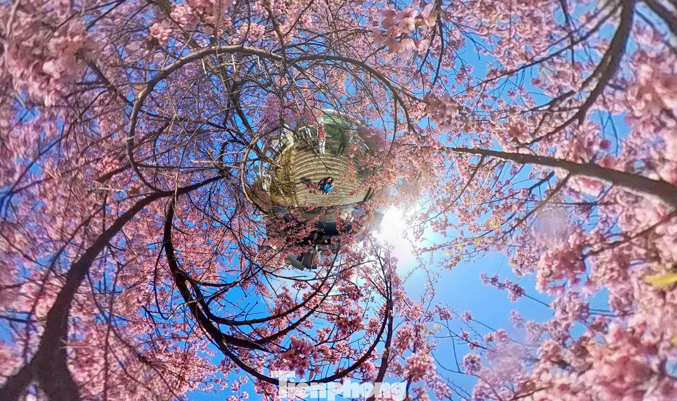 Tớ D&agrave;y l&agrave; hoa g&igrave; m&agrave; du kh&aacute;ch n&ocirc; nức đến L&ocirc; L&ocirc; Chải check-in?- Ảnh 1.