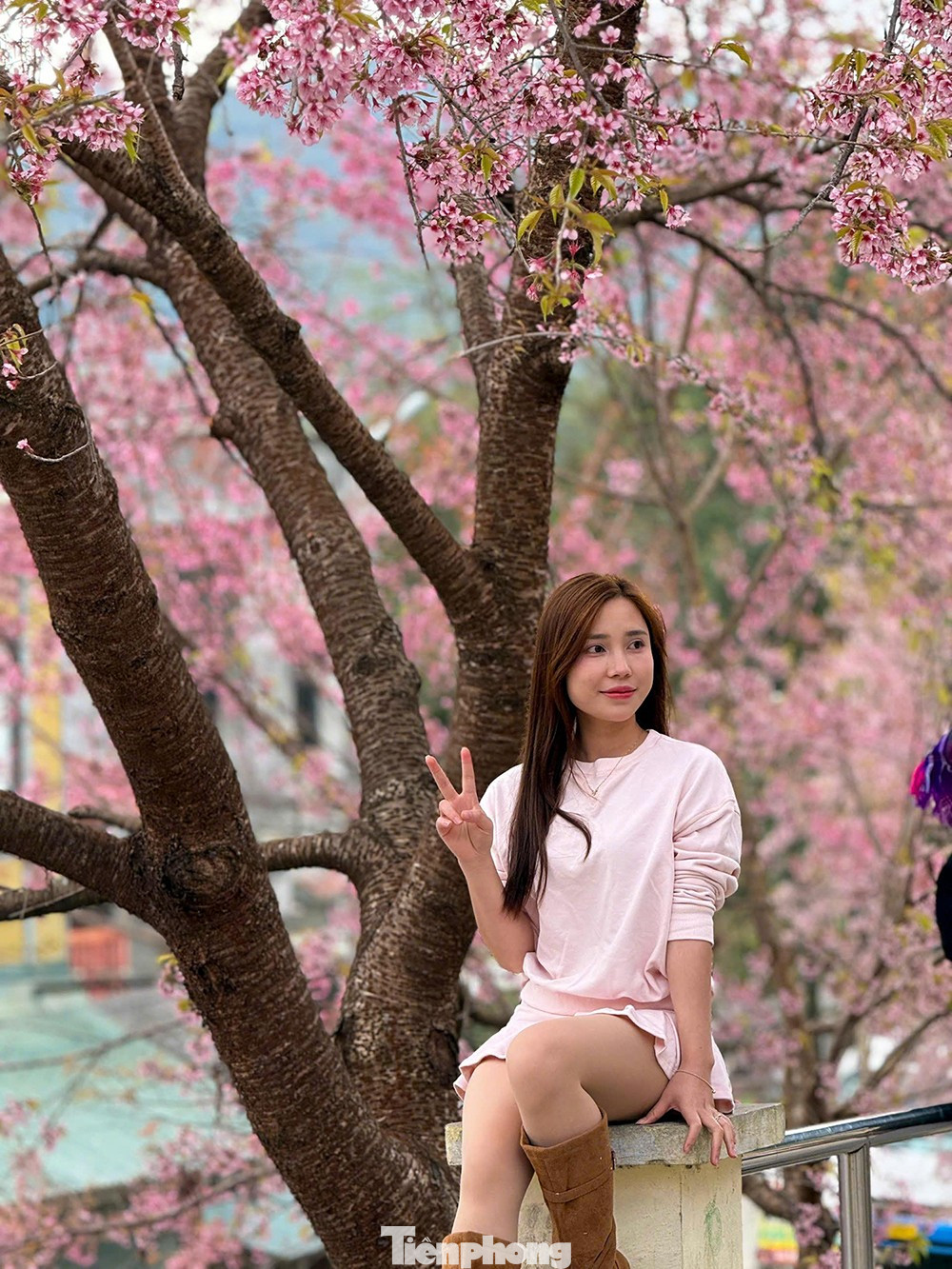 Tớ D&agrave;y l&agrave; hoa g&igrave; m&agrave; du kh&aacute;ch n&ocirc; nức đến L&ocirc; L&ocirc; Chải check-in?- Ảnh 3.