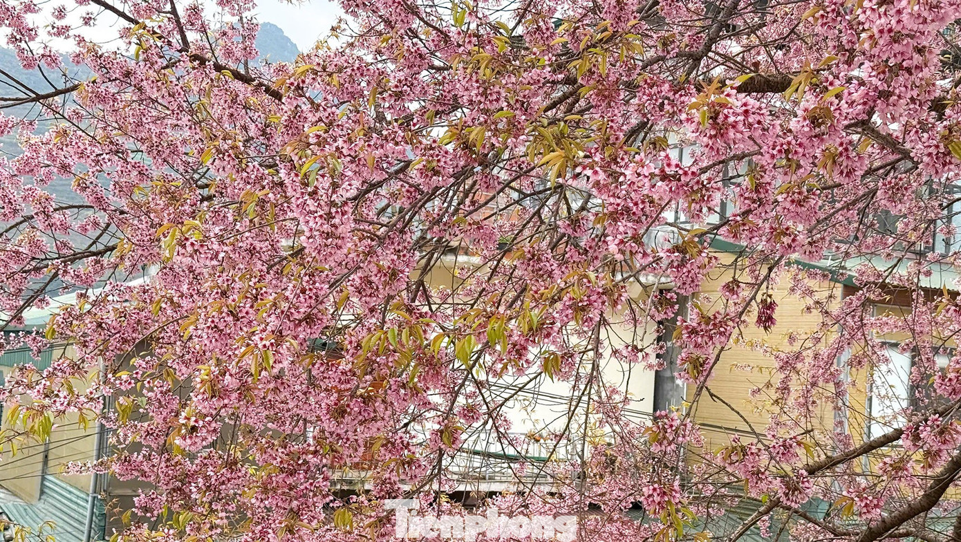 Tớ D&agrave;y l&agrave; hoa g&igrave; m&agrave; du kh&aacute;ch n&ocirc; nức đến L&ocirc; L&ocirc; Chải check-in?- Ảnh 11.