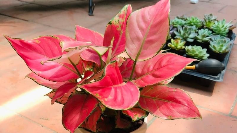 8 lo&agrave;i c&acirc;y l&agrave; 