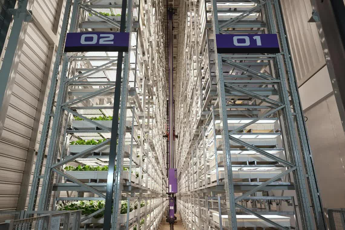 'Chung cư trồng rau' cao nhất thế giới ngay gần Việt Nam: rộng 2ha, c&ocirc;ng suất 2.000 tấn rau/năm, vận h&agrave;nh chỉn chu ngang nh&agrave; m&aacute;y c&ocirc;ng nghệ cao- Ảnh 3.