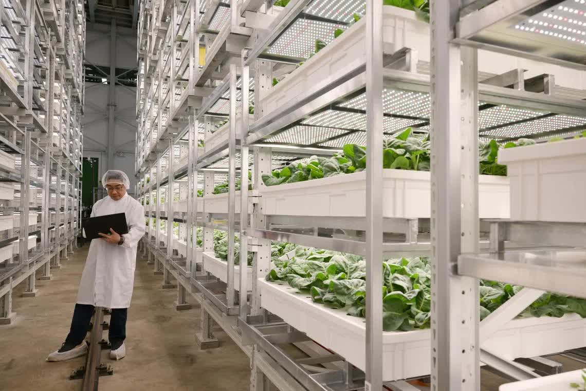 'Chung cư trồng rau' cao nhất thế giới ngay gần Việt Nam: rộng 2ha, c&ocirc;ng suất 2.000 tấn rau/năm, vận h&agrave;nh chỉn chu ngang nh&agrave; m&aacute;y c&ocirc;ng nghệ cao- Ảnh 4.