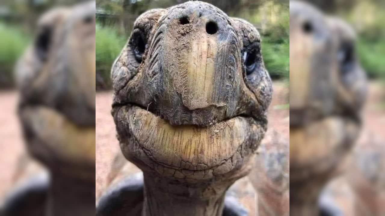 Con vật gi&agrave; nhất h&agrave;nh tinh- Ảnh 2.