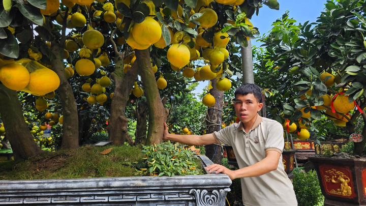 Cận cảnh chậu bưởi Diễn gi&aacute; 150 triệu đồng tại TP.HCM- Ảnh 8.