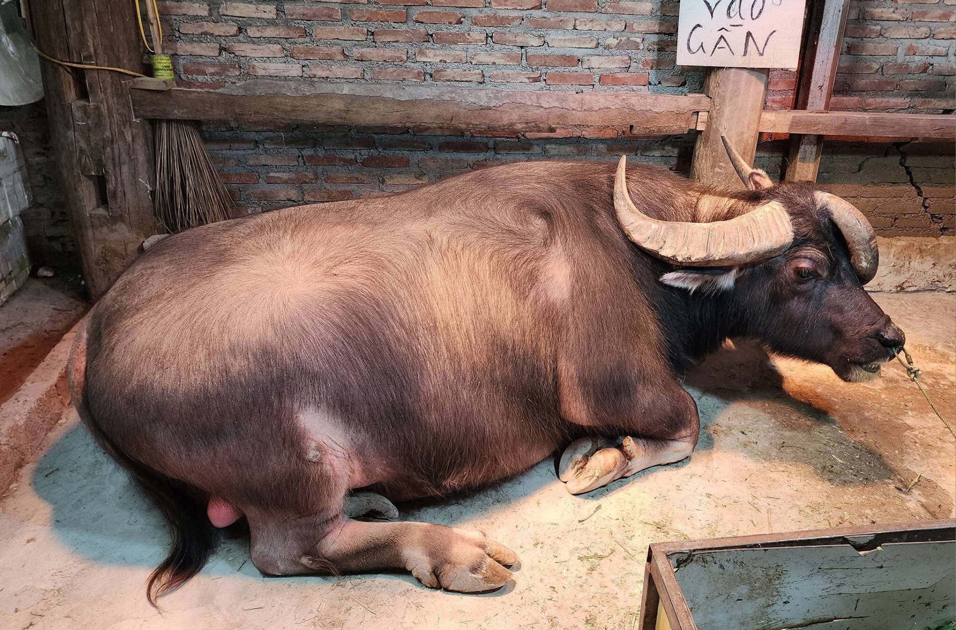 Ch&uacute; tr&acirc;u ở Tuy&ecirc;n Quang c&oacute; 3 sừng kỳ lạ, trả gi&aacute; 1,3 tỷ chủ nhất quyết kh&ocirc;ng b&aacute;n: D&ograve;ng chữ tr&ecirc;n tấm biển khiến kh&ocirc;ng ai d&aacute;m lại gần- Ảnh 1.