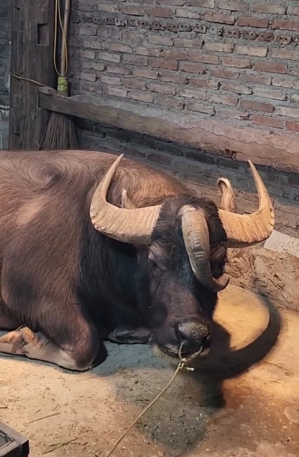 Ch&uacute; tr&acirc;u ở Tuy&ecirc;n Quang c&oacute; 3 sừng kỳ lạ, trả gi&aacute; 1,3 tỷ chủ nhất quyết kh&ocirc;ng b&aacute;n: D&ograve;ng chữ tr&ecirc;n tấm biển khiến kh&ocirc;ng ai d&aacute;m lại gần- Ảnh 2.