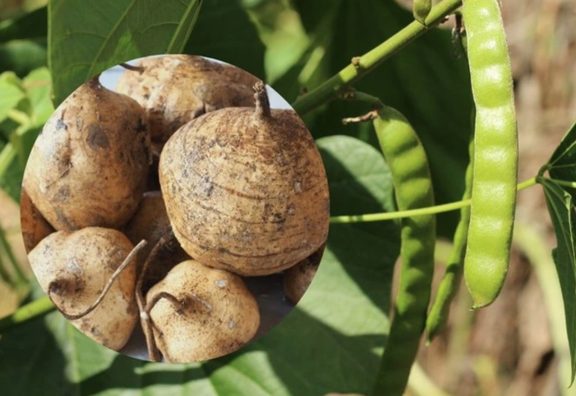 6 người nhập viện sau khi ăn hạt củ đậu: Thứ độc chất nguy hiểm ít ai biết dù đã được WHO cảnh báo- Ảnh 1. 6 người nhập viện sau khi ăn hạt củ đậu: Thứ độc chất nguy hiểm ít ai biết dù đã được WHO cảnh báo- Ảnh 1.