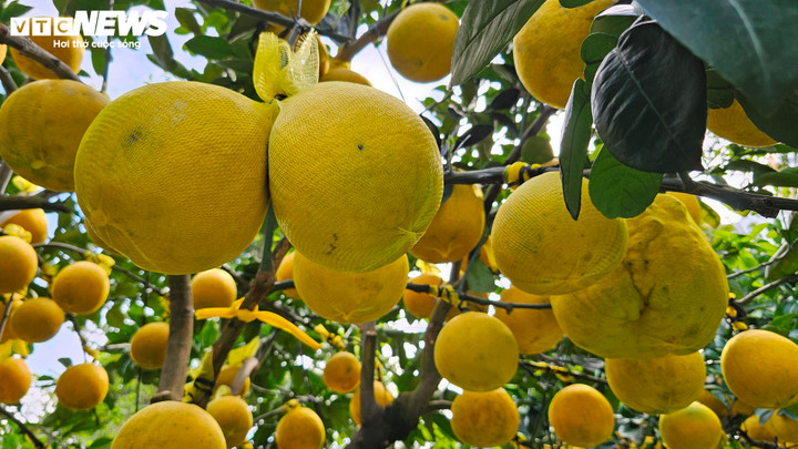 Cận cảnh chậu bưởi Diễn gi&aacute; 150 triệu đồng tại TP.HCM- Ảnh 11.