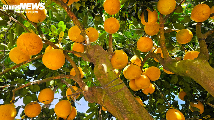 Cận cảnh chậu bưởi Diễn gi&aacute; 150 triệu đồng tại TP.HCM- Ảnh 10.