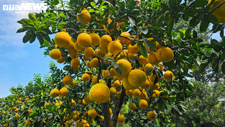 Cận cảnh chậu bưởi Diễn gi&aacute; 150 triệu đồng tại TP.HCM- Ảnh 9.