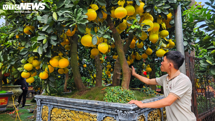 Cận cảnh chậu bưởi Diễn gi&aacute; 150 triệu đồng tại TP.HCM- Ảnh 1.