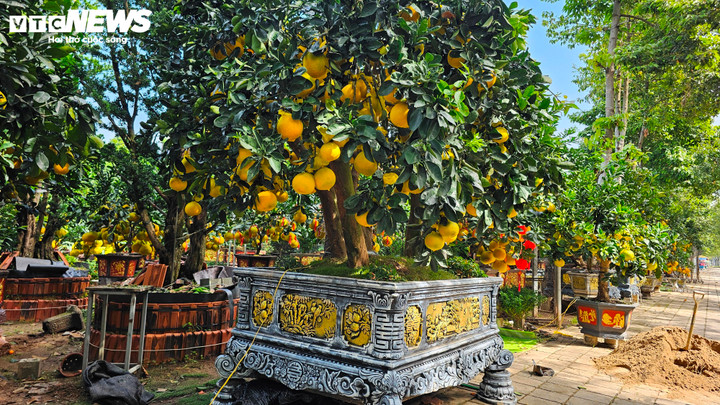 Cận cảnh chậu bưởi Diễn gi&aacute; 150 triệu đồng tại TP.HCM- Ảnh 5.