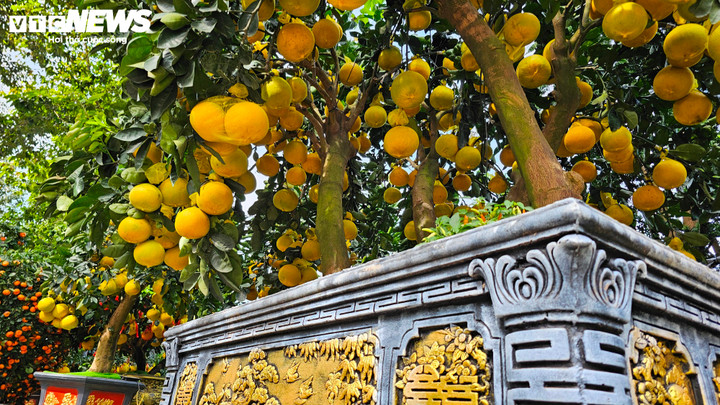 Cận cảnh chậu bưởi Diễn gi&aacute; 150 triệu đồng tại TP.HCM- Ảnh 4.