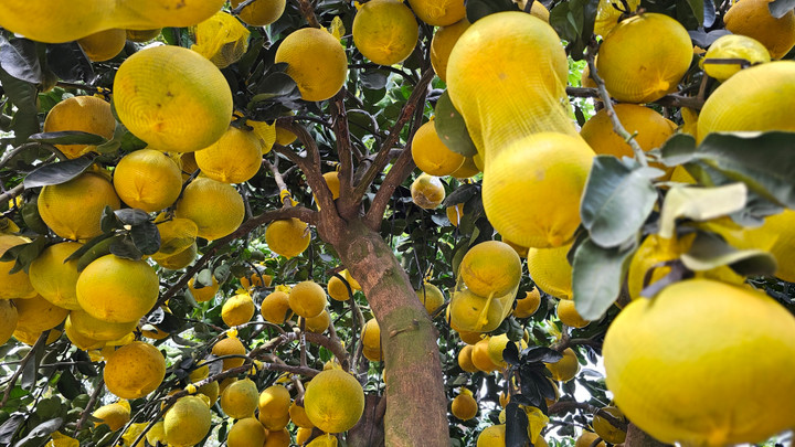 Cận cảnh chậu bưởi Diễn gi&aacute; 150 triệu đồng tại TP.HCM- Ảnh 7.