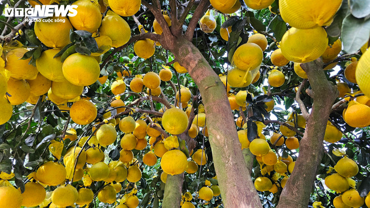 Cận cảnh chậu bưởi Diễn gi&aacute; 150 triệu đồng tại TP.HCM- Ảnh 3.