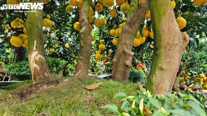 Cận cảnh chậu bưởi Diễn gi&aacute; 150 triệu đồng tại TP.HCM- Ảnh 2.