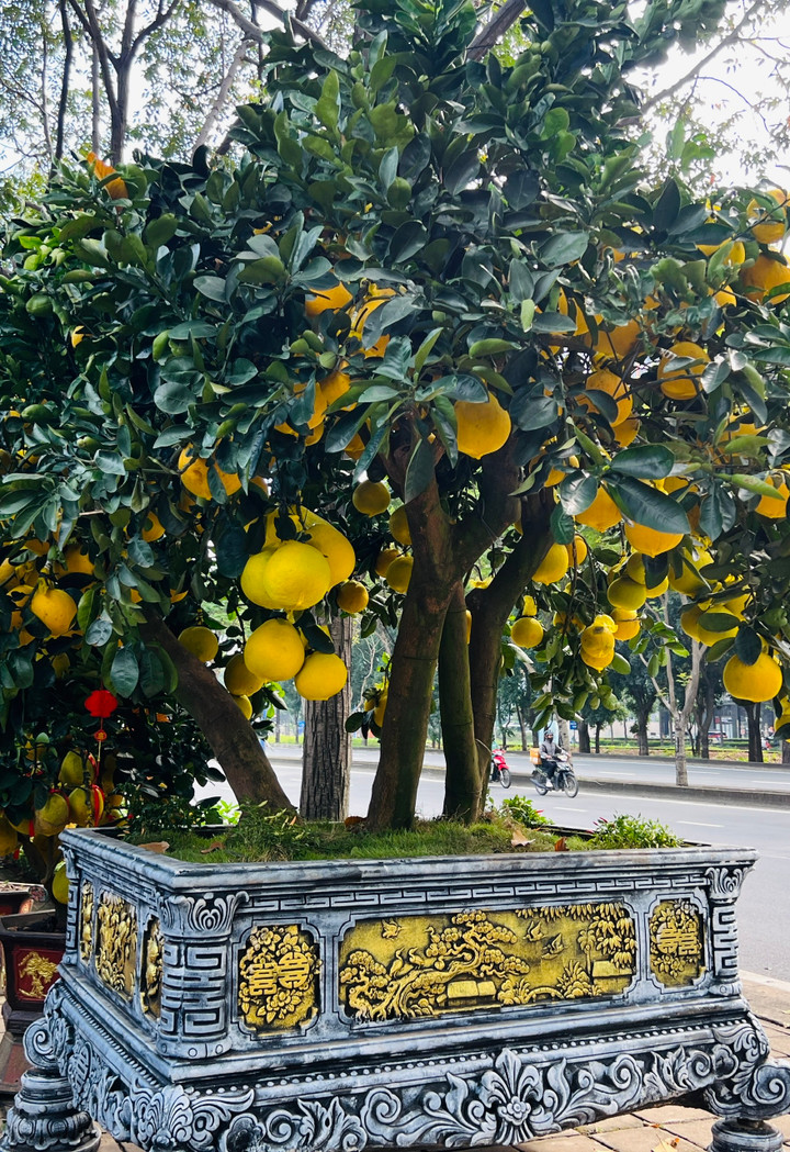 Cận cảnh chậu bưởi Diễn gi&aacute; 150 triệu đồng tại TP.HCM- Ảnh 6.