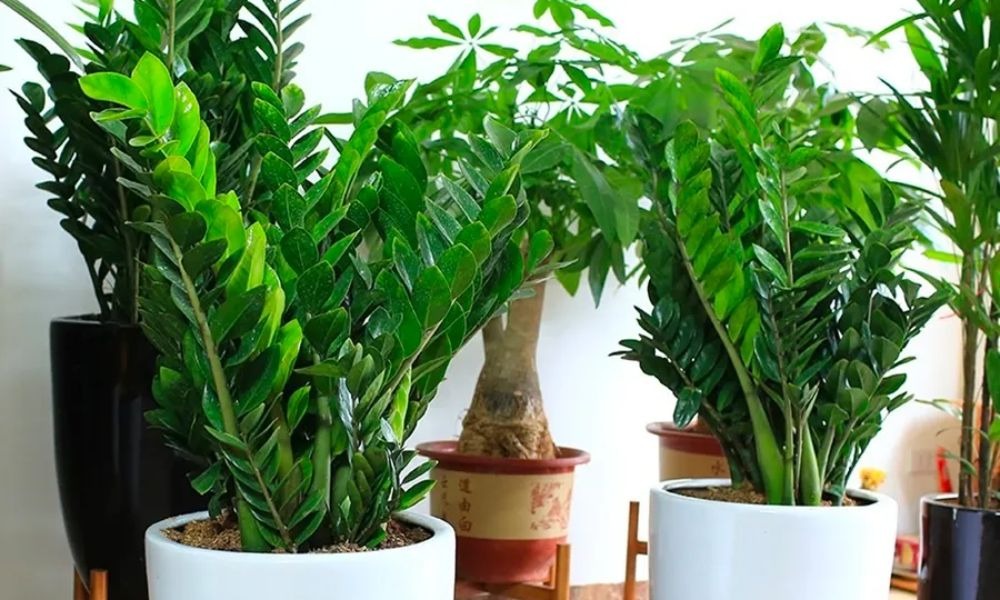 D&acirc;n l&agrave;m ăn chuộng nhất 3 c&acirc;y cảnh n&agrave;y: Thu h&uacute;t t&agrave;i lộc, sức khỏe gia chủ tốt l&ecirc;n thấy r&otilde;- Ảnh 1.