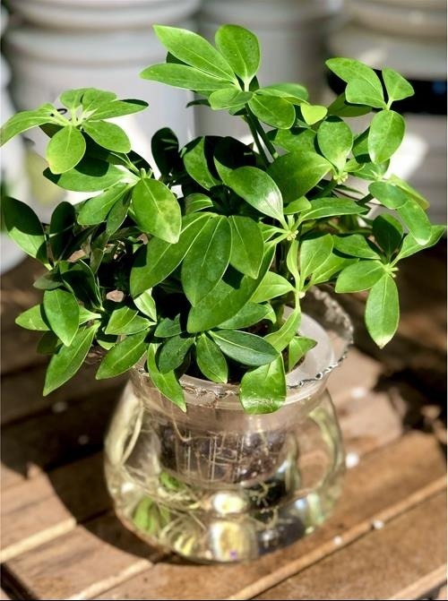 D&acirc;n l&agrave;m ăn chuộng nhất 3 c&acirc;y cảnh n&agrave;y: Thu h&uacute;t t&agrave;i lộc, sức khỏe gia chủ tốt l&ecirc;n thấy r&otilde;- Ảnh 2.