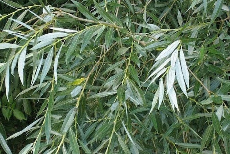 Người xưa dặn: 3 c&acirc;y nặng &acirc;m kh&iacute;, kh&ocirc;ng n&ecirc;n trồng trong nh&agrave;- Ảnh 3.