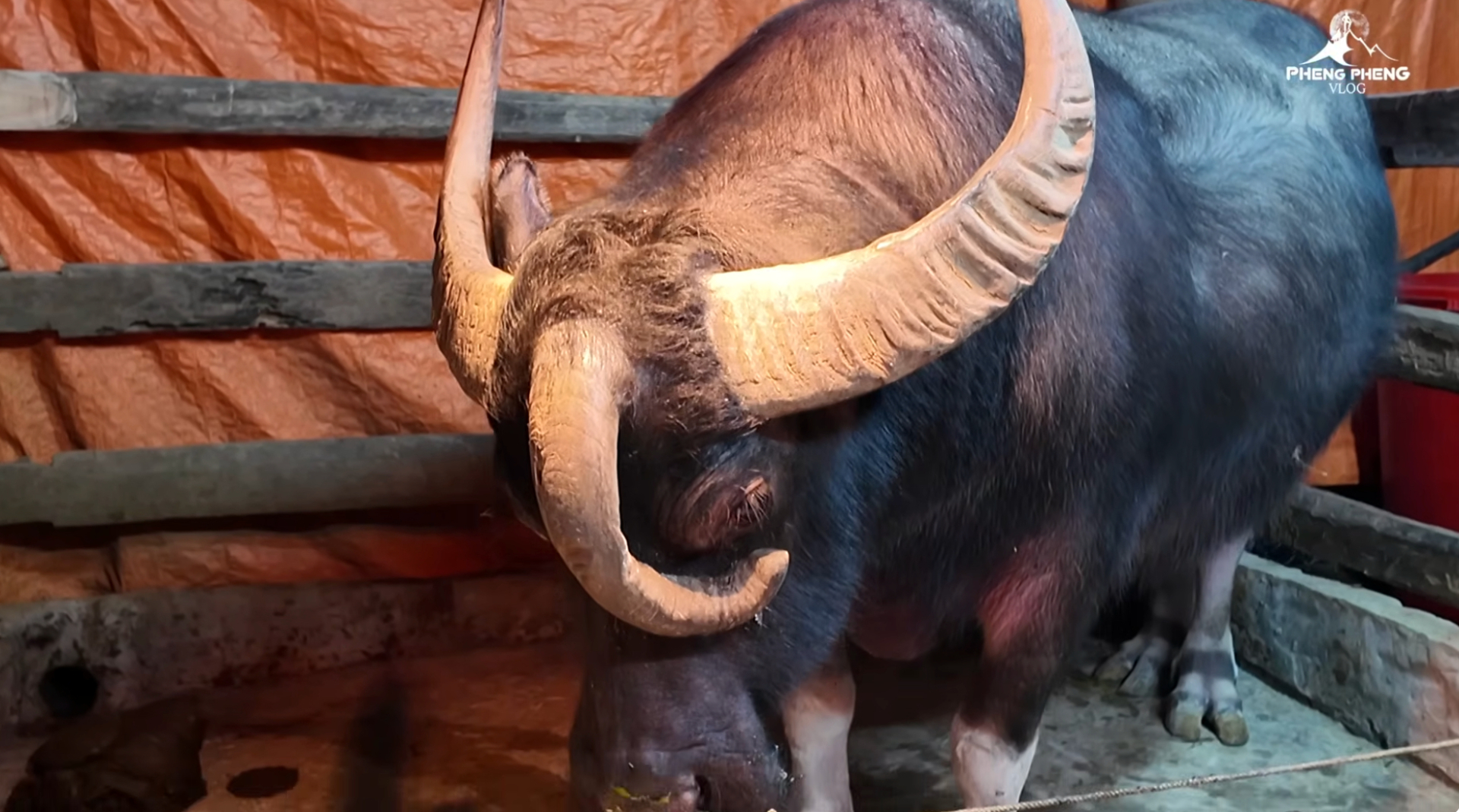 Ch&uacute; tr&acirc;u ở Tuy&ecirc;n Quang c&oacute; 3 sừng kỳ lạ, trả gi&aacute; 1,3 tỷ chủ nhất quyết kh&ocirc;ng b&aacute;n: D&ograve;ng chữ tr&ecirc;n tấm biển khiến kh&ocirc;ng ai d&aacute;m lại gần- Ảnh 5.