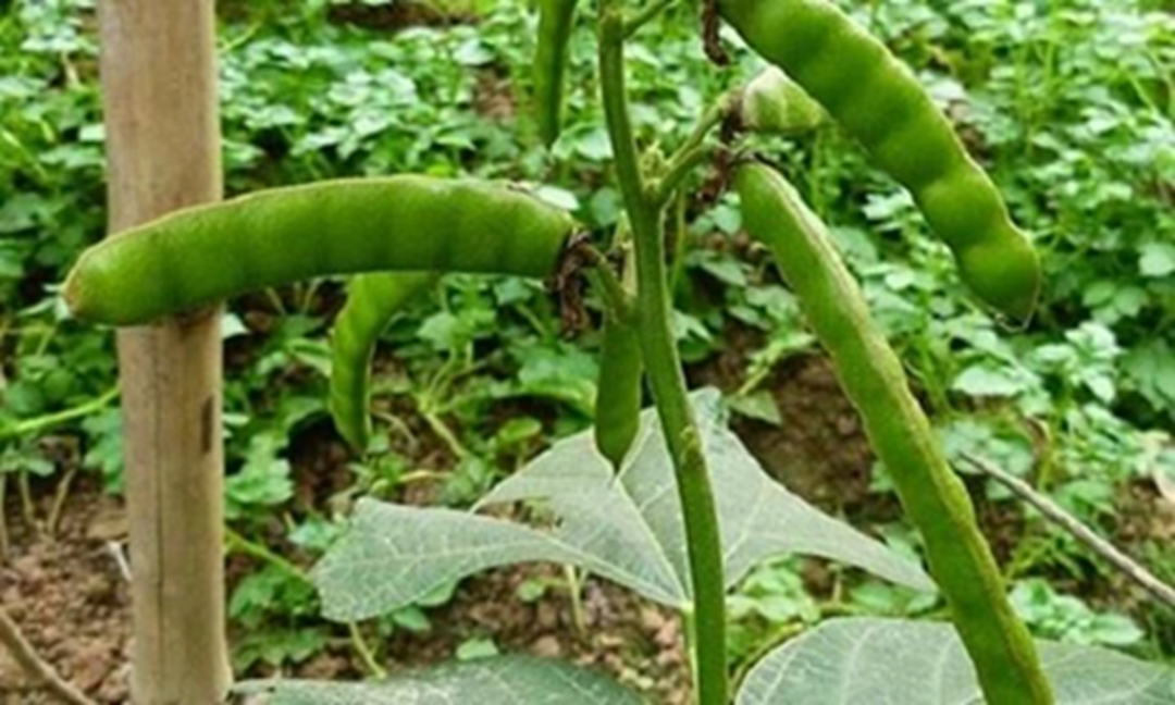 Ăn loại hạt quen thuộc, 6 người trong nhà nôn dữ dội, 2 ca nguy kịch- Ảnh 1.