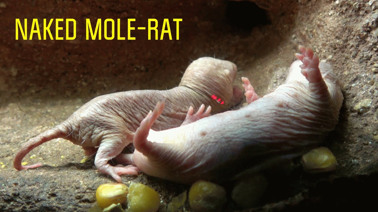 Lo&agrave;i động vật c&oacute; v&uacute; gần như m&aacute;u lạnh duy nhất c&ograve;n sống khiến giới khoa học bối rối v&igrave; qu&aacute; kh&aacute;c thường- Ảnh 1.