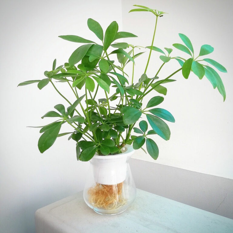 D&acirc;n l&agrave;m ăn chuộng nhất 3 c&acirc;y cảnh n&agrave;y: Thu h&uacute;t t&agrave;i lộc, sức khỏe gia chủ tốt l&ecirc;n thấy r&otilde;- Ảnh 3.