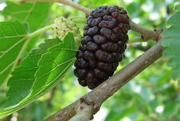 Người xưa dặn: 3 c&acirc;y nặng &acirc;m kh&iacute;, kh&ocirc;ng n&ecirc;n trồng trong nh&agrave;- Ảnh 2.